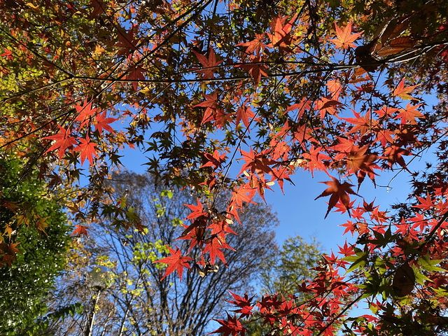 旧高橋家屋敷林の紅葉する紅葉（2021.11.28）スプラッシュ