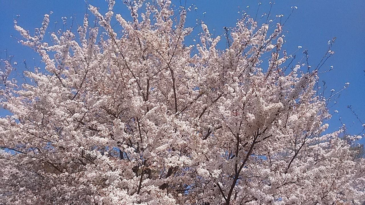 旧高橋家屋敷林（下保谷四丁目特別緑地保全地区）の桜を楽しみませんか‥一般公開は基本していない屋敷林の桜と、屋敷林内の自然を体験することができます