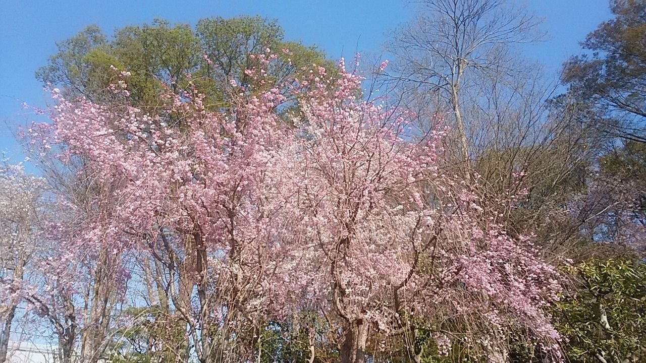 旧高橋家屋敷林（下保谷四丁目特別緑地保全地区）の桜を楽しみませんか‥一般公開は基本していない屋敷林の桜と、屋敷林内の自然を体験することができます。