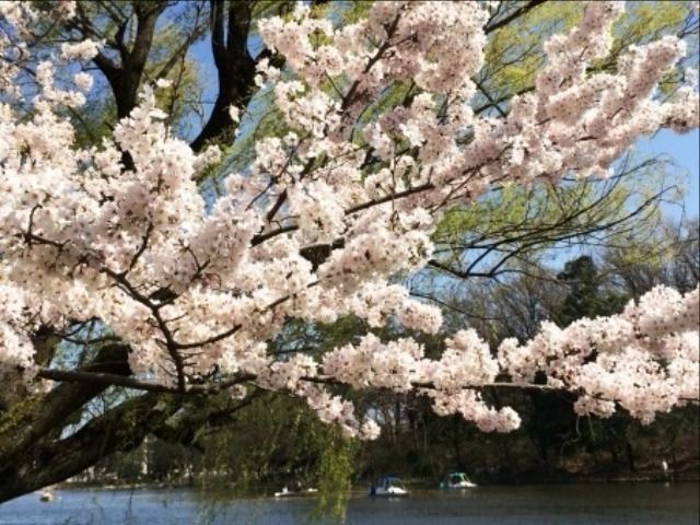 石神井公園でお花見～その後に藤沢周平展はいかがですか‥特別展は明日まで！
