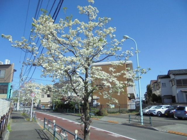 西東京市の花「ハナミズキ」がキレイに咲いています