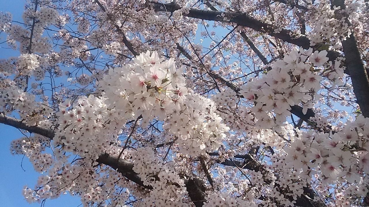 旧高橋家屋敷林（下保谷4丁目）観桜会