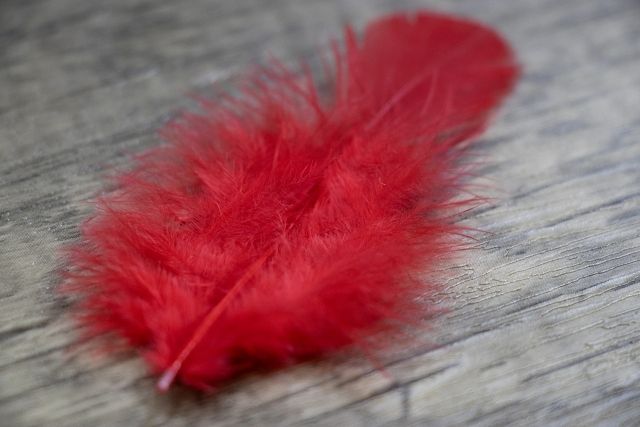 赤い羽根募金のイメージ写真(2025.11.24)スプラッシュ