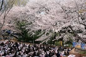 としまえん桜まつり　３月２４日（金曜日）より開催　夜間ライトアップ！