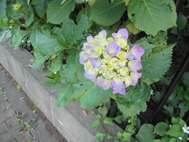 屋敷林の紫陽花が今年も咲き始めてきました