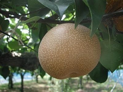 保谷梨～木に実ったまま完熟させる独自の栽培、大玉で甘いのが特徴です