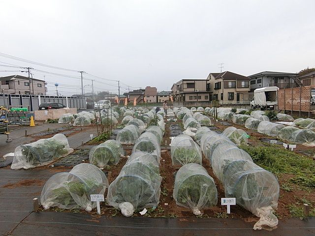 西東京市谷戸町1丁目の家は“シェア畑”まで徒歩5分 野菜作りしませんか？